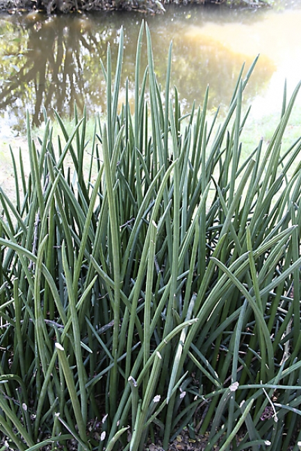 Muang Boran-2005-041